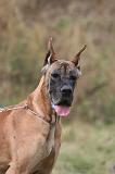DOGUE ALLEMAND 946
